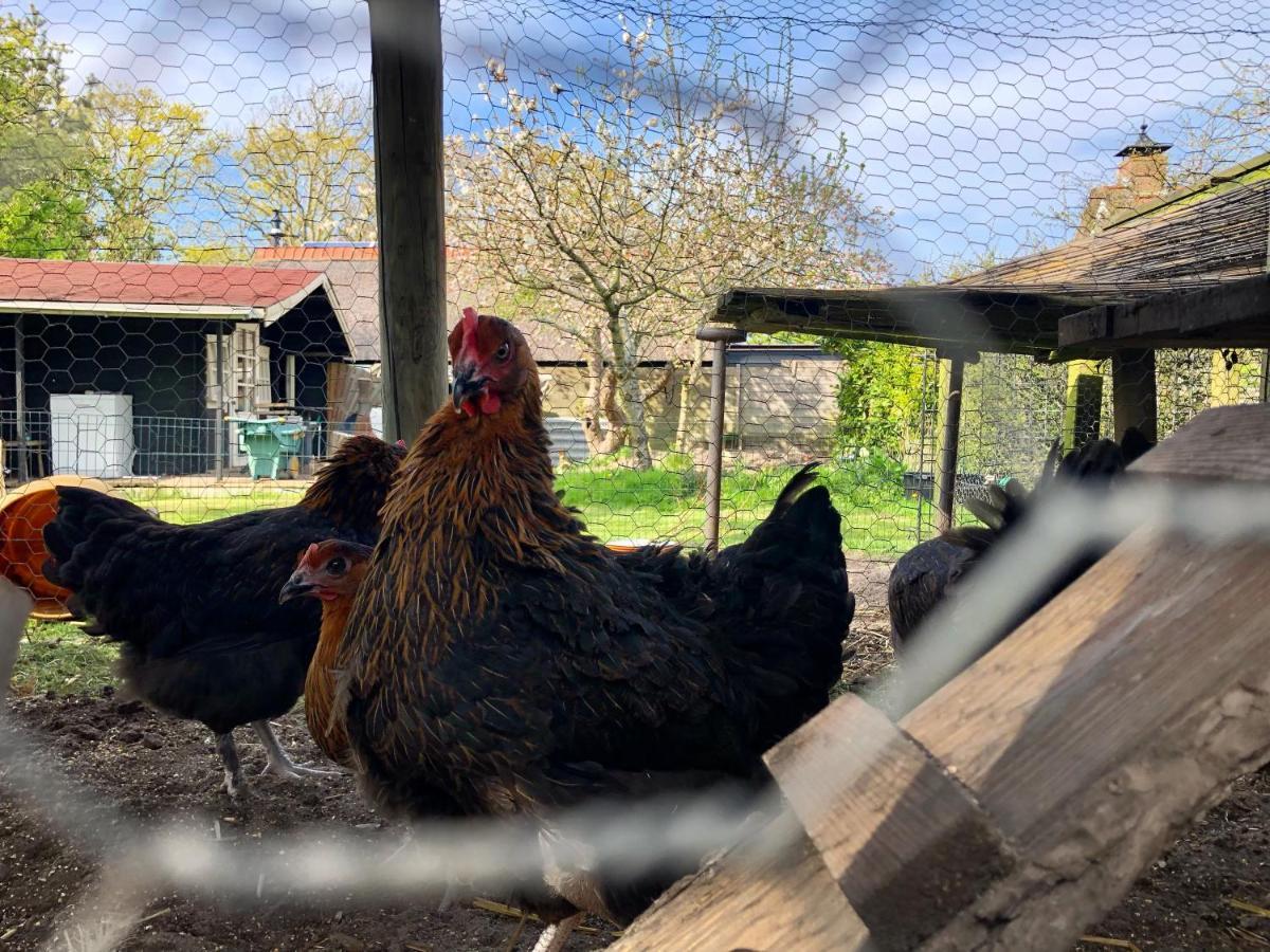 Hoeve Te Gast - Vakantieboerderij Groet Bagian luar foto